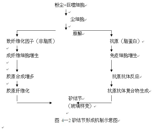 矽结节形成机制示意图.jpg